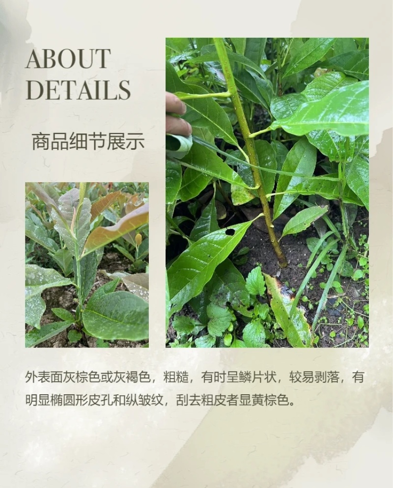 厚扑苗一公分厚扑小苗厚扑大苗
