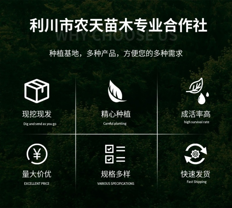 厚扑苗一公分厚扑小苗厚扑大苗