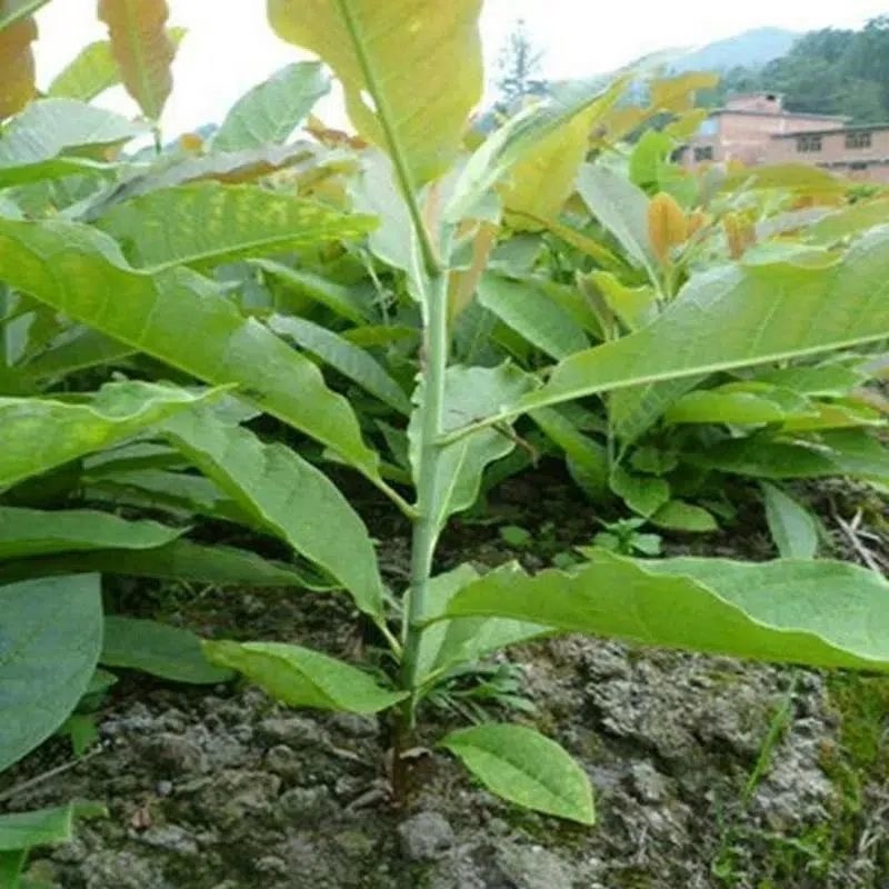 厚扑苗一公分厚扑小苗厚扑大苗
