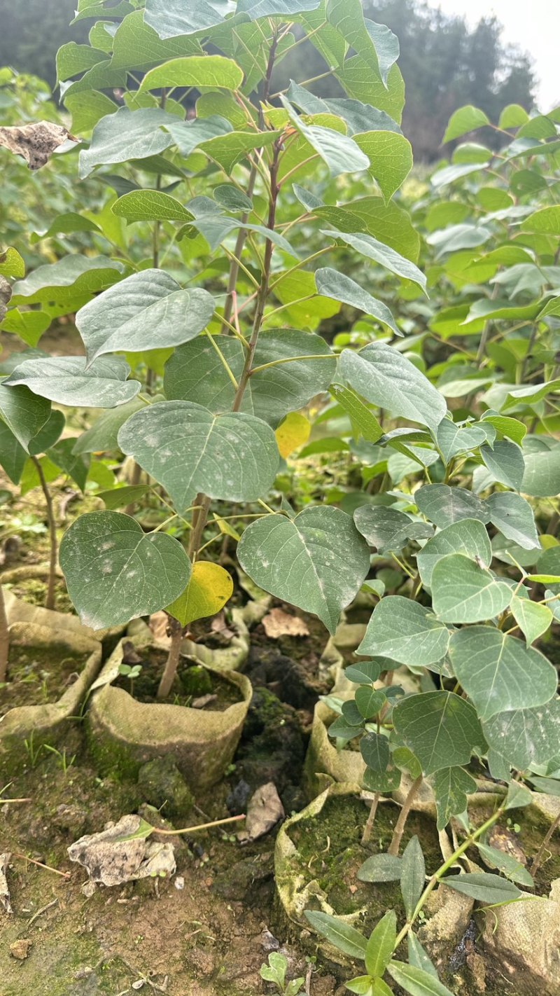乌桕苗乌桕裸根苗乌桕小苗乌桕杯苗山乌桕