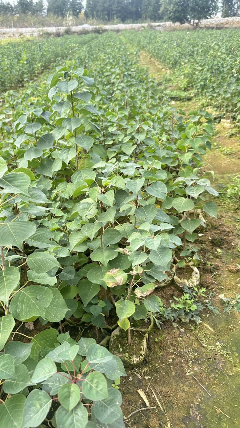 乌桕苗乌桕裸根苗乌桕小苗乌桕杯苗山乌桕