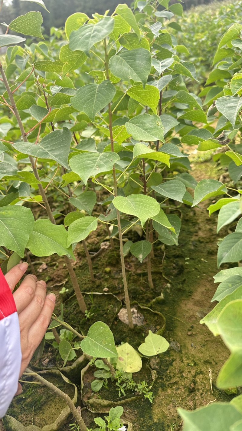 乌桕苗乌桕裸根苗乌桕小苗乌桕杯苗山乌桕