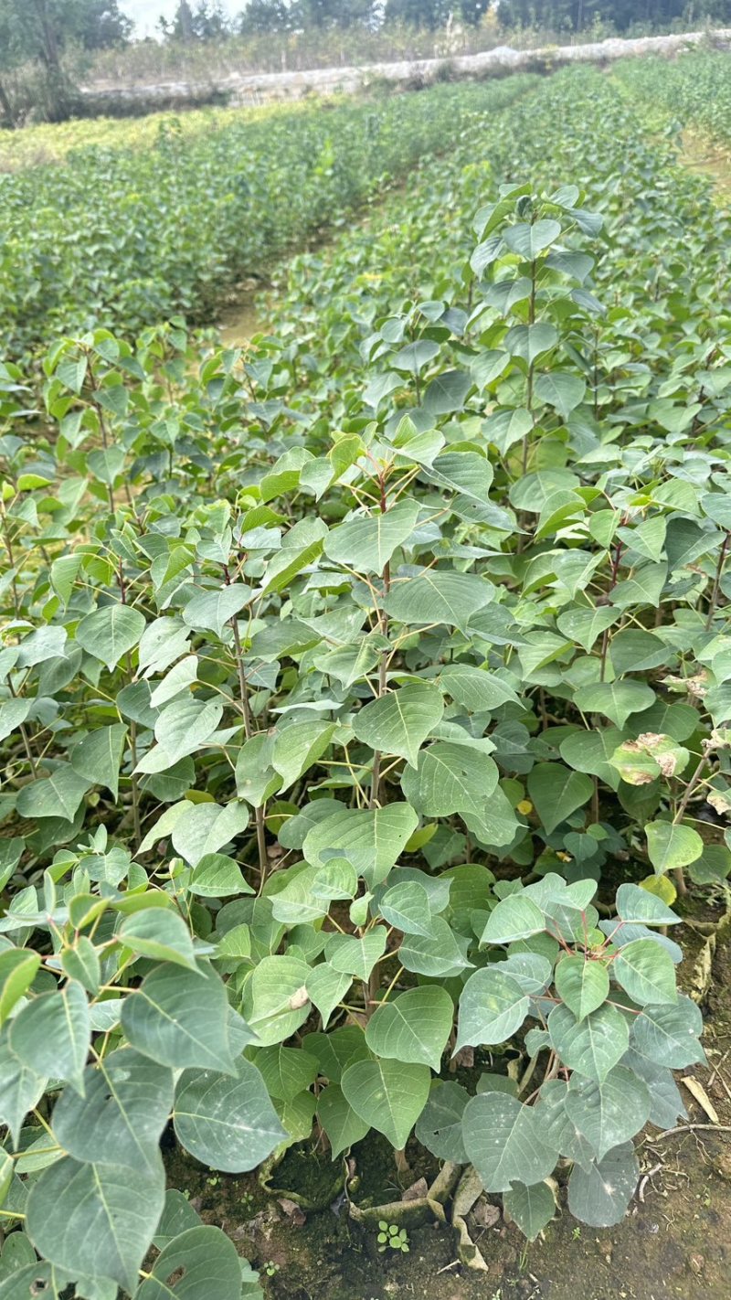 乌桕苗乌桕裸根苗乌桕小苗乌桕杯苗山乌桕