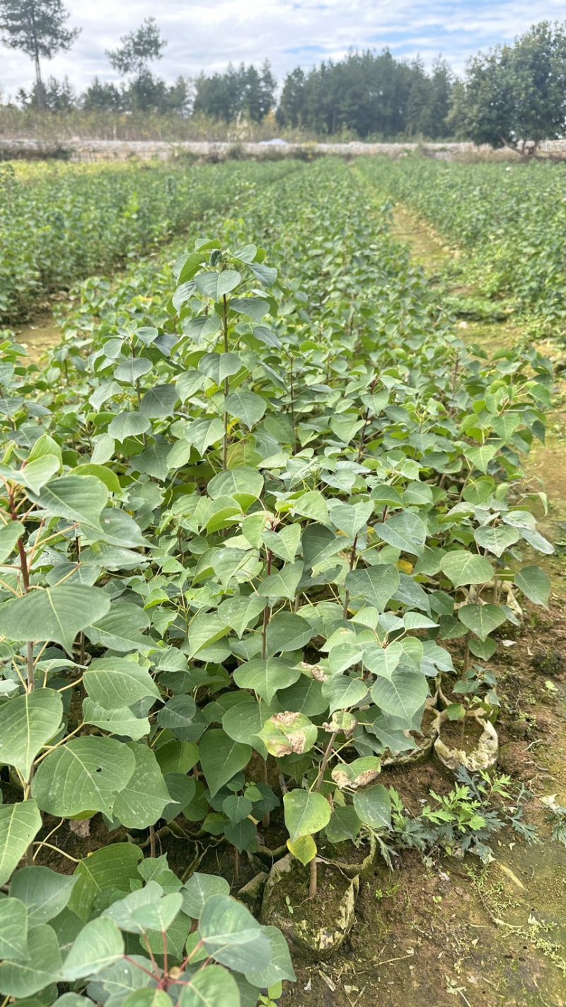 乌桕苗乌桕裸根苗乌桕小苗乌桕杯苗山乌桕