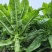 四川省南充基地种植红尖叶莴笋，食堂