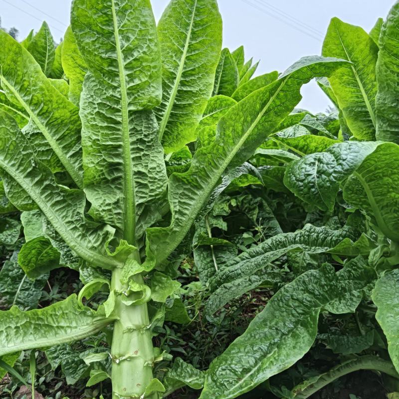 四川省南充基地种植红尖叶莴笋，食堂