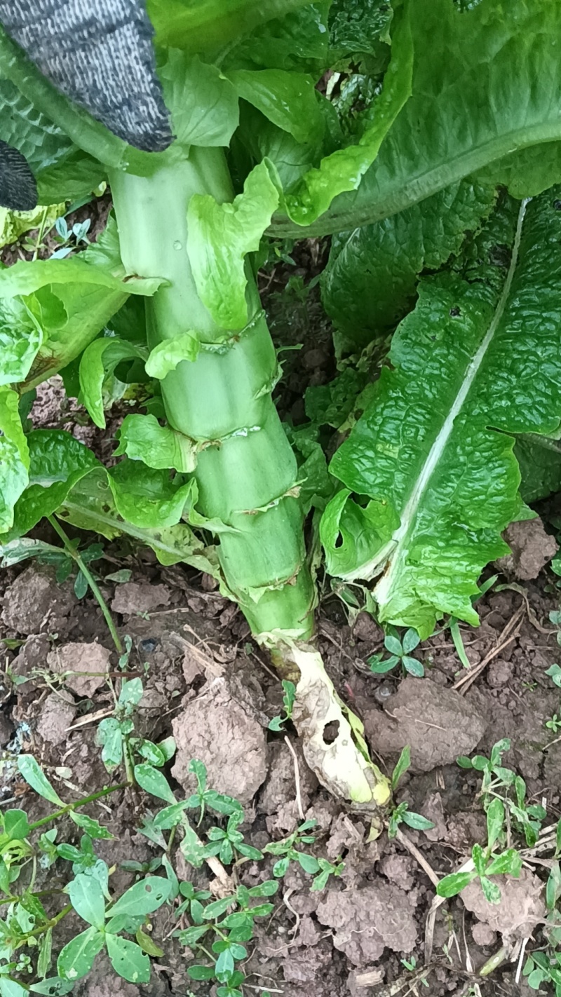 四川省南充基地种植红尖叶莴笋，食堂