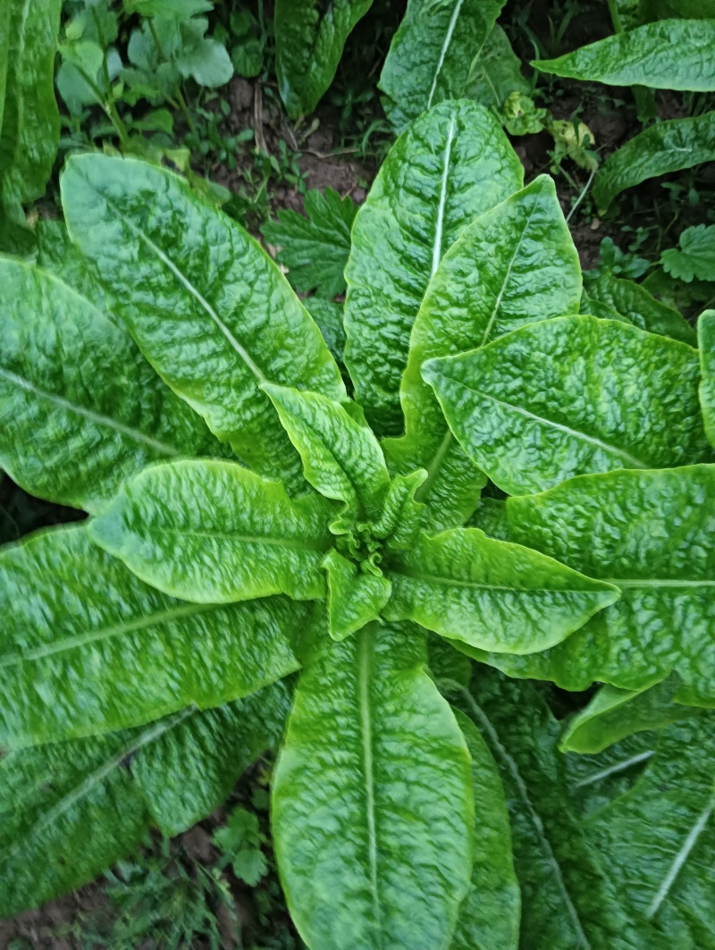 四川省南充基地种植红尖叶莴笋，食堂