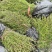 川柏苗柏木苗洛根苗无纺布袋苗