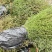 川柏苗柏木苗洛根苗无纺布袋苗