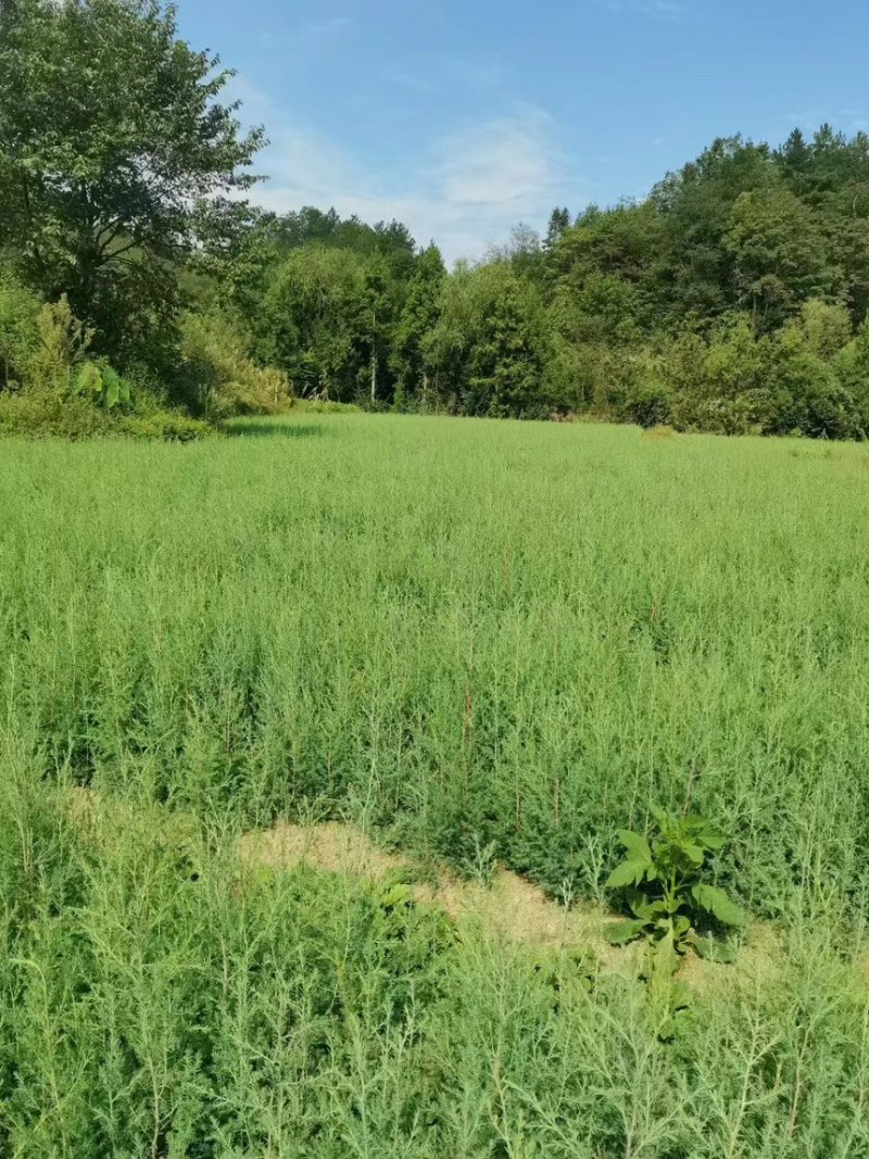 川柏苗柏木苗洛根苗无纺布袋苗