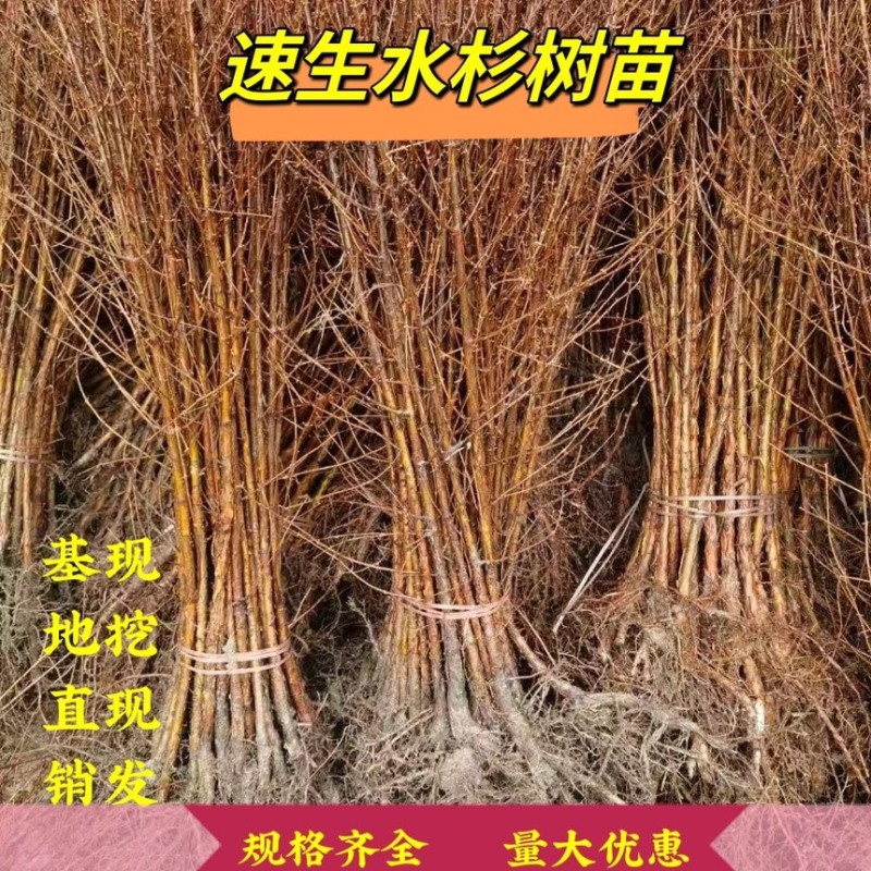 水杉苗0.3以上的规格全部有货，规格多，都有你想要的