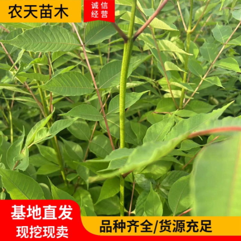 黄柏苗高度一米