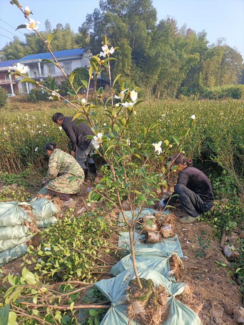 二年三年大杯油茶苗地径1公分高度1米以上栽下去次年结果