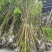 银杏树1公分白果树银杏小苗银杏10公分