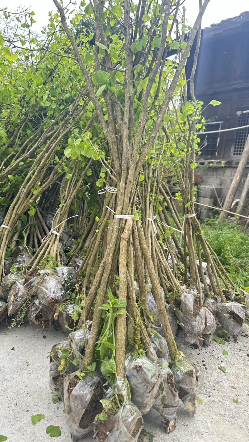 银杏树1公分白果树银杏小苗银杏10公分