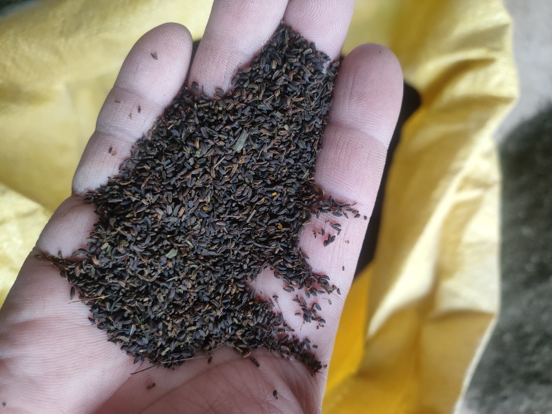 柴胡种籽（山西道地独条北柴胡，高产北柴胡种籽）