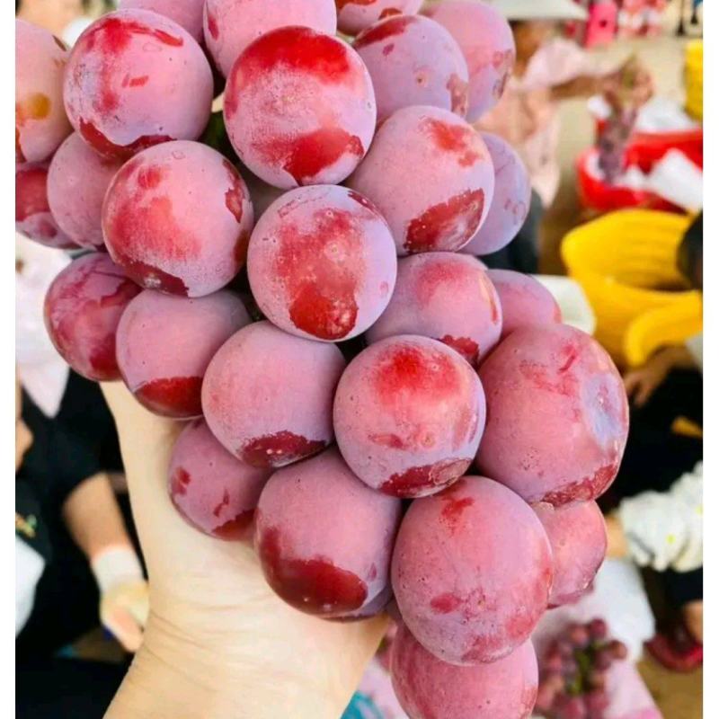 妮娜皇后葡萄苗新品种：阳光玫瑰，神红娜，巨峰，夏黑，