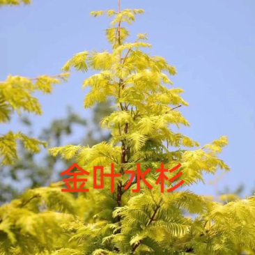 金叶水杉米径3公分金叶水杉小苗