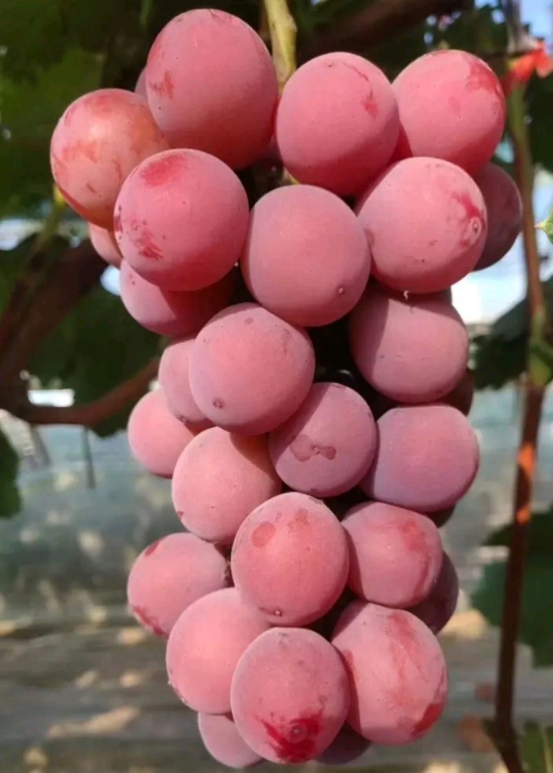 妮娜皇后葡萄苗新品种：阳光玫瑰，神红娜，巨峰，夏黑，