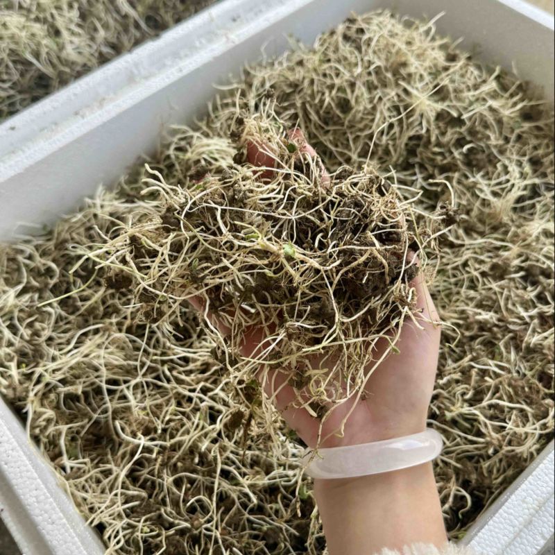 猫爪草芽猫爪草苗量大优惠基地直发