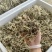 猫爪草芽猫爪草苗量大优惠基地直发