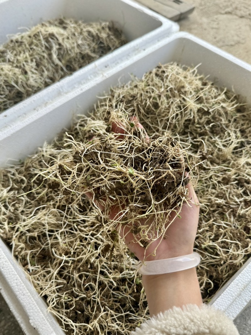 猫爪草芽猫爪草苗量大优惠基地直发