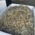 猫爪草芽猫爪草苗量大优惠基地直发