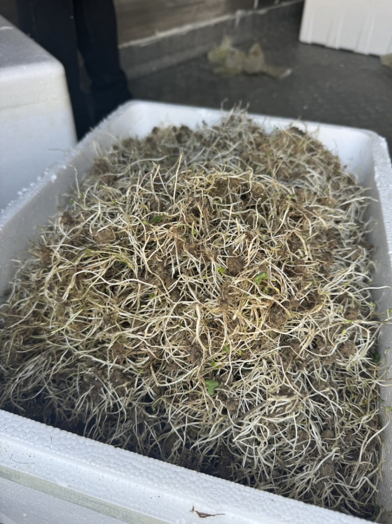 猫爪草芽猫爪草苗量大优惠基地直发
