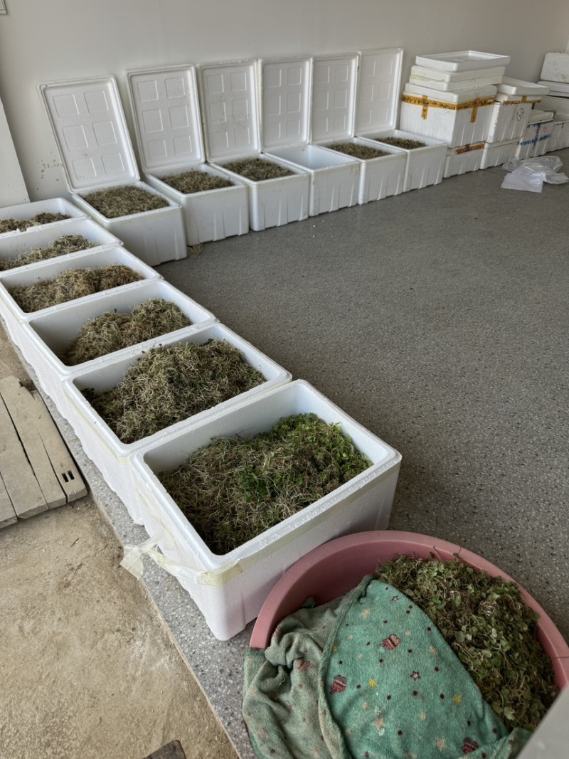 猫爪草芽猫爪草苗量大优惠基地直发