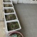 猫爪草芽猫爪草苗量大优惠基地直发