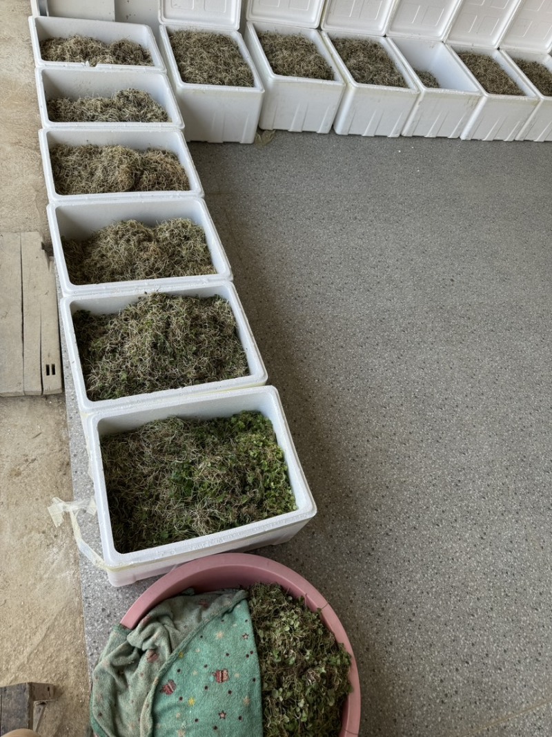 猫爪草芽猫爪草苗量大优惠基地直发