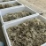 猫爪草芽猫爪草苗量大优惠基地直发