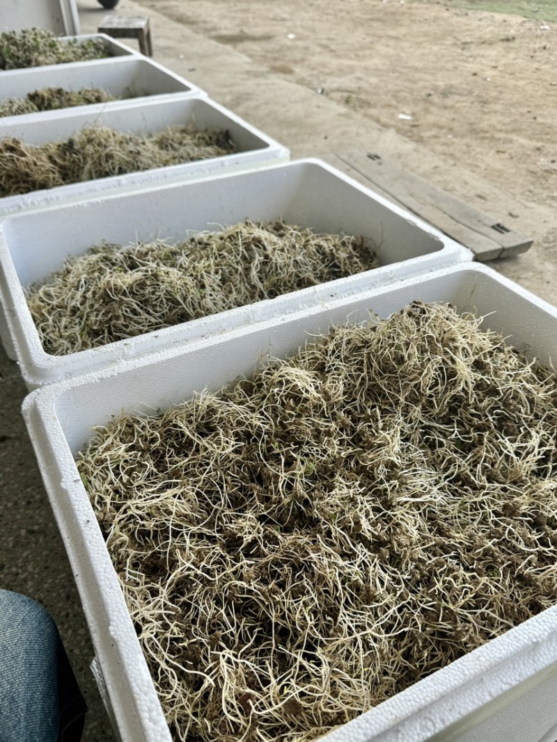 猫爪草芽猫爪草苗量大优惠基地直发