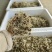 猫爪草芽猫爪草苗量大优惠基地直发
