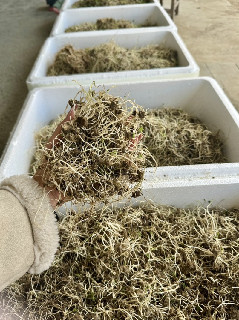 猫爪草芽猫爪草苗量大优惠基地直发