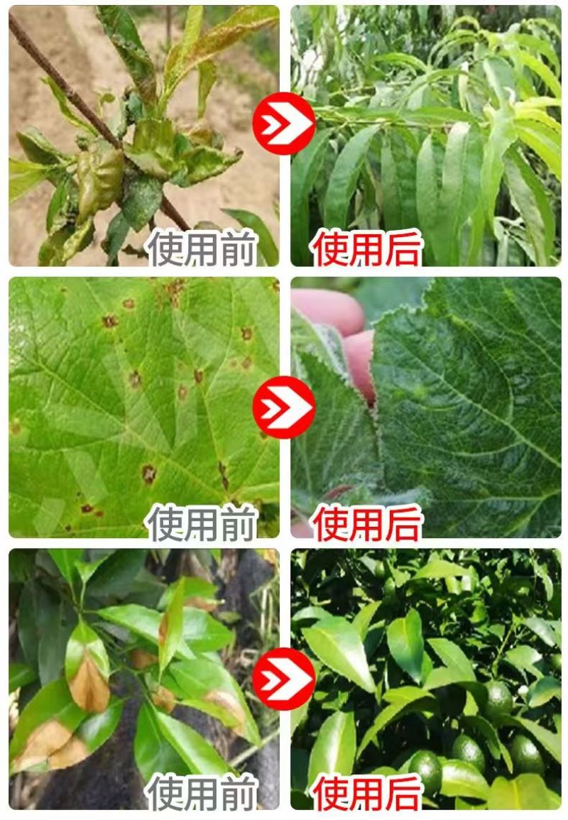 含氨基酸水溶肥防治小黄黄叶落花落果肥料厂家直销
