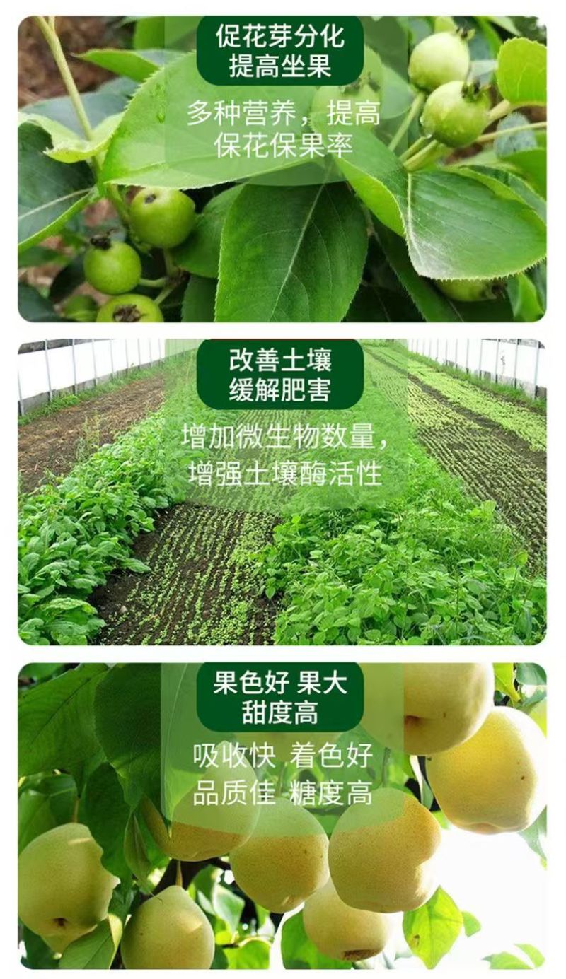 含氨基酸水溶肥防治小黄黄叶落花落果肥料厂家直销