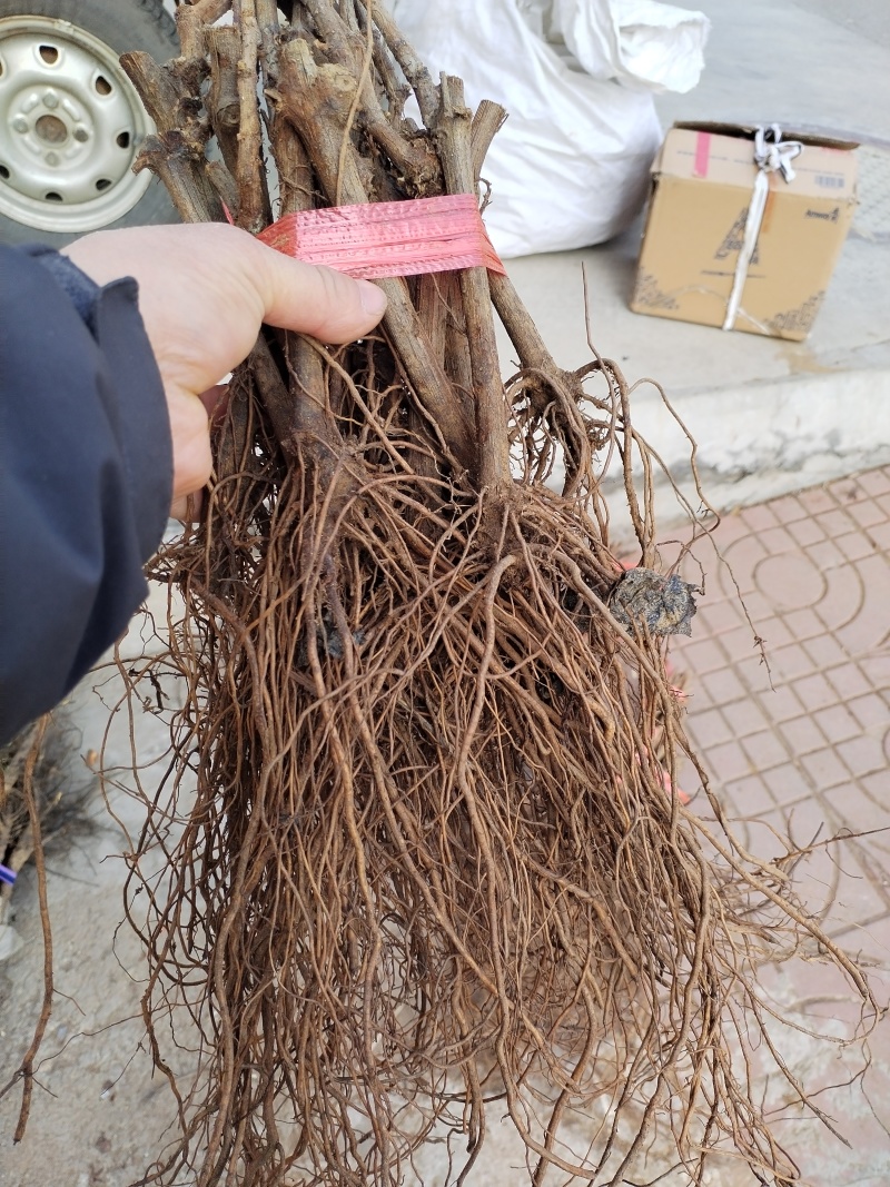 妮娜皇后葡萄苗新品种：阳光玫瑰，神红娜，巨峰，夏黑，