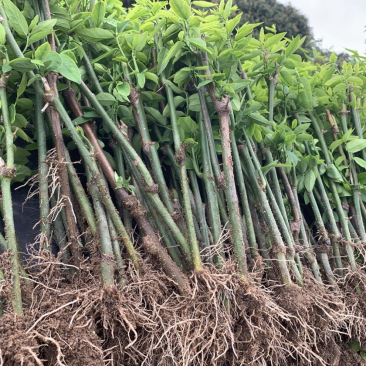 树仔菜苗五指山野菜苗天绿香苗现货供应老苗带根发货