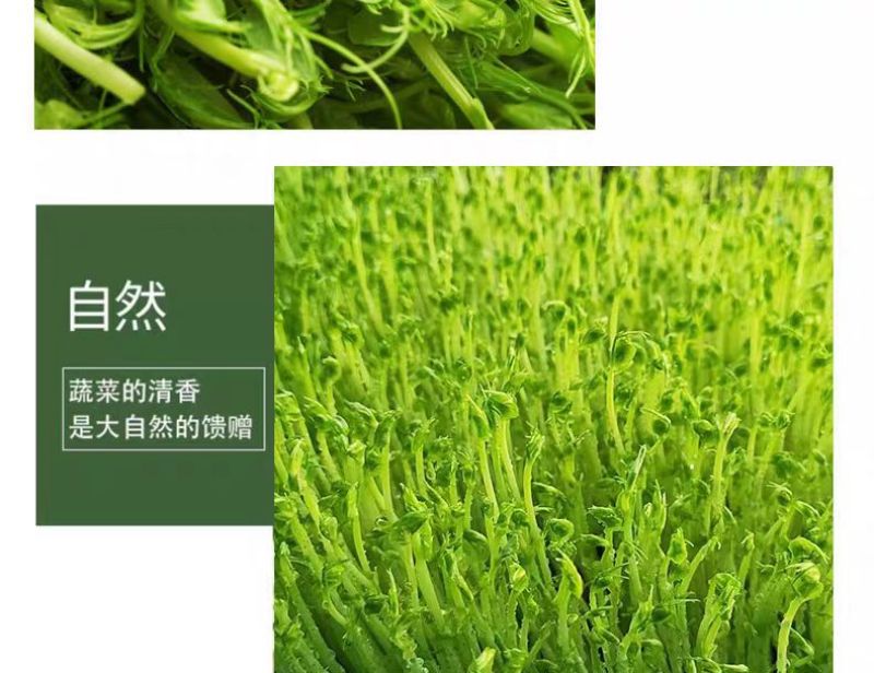 水培麻豌豆苗，大量上市，可视频看货，量大从优