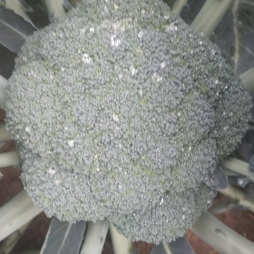 精品西兰花