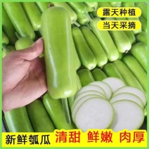 【精品蒲瓜】广东蒲瓜/价格便宜/常年供应/代发全国各地