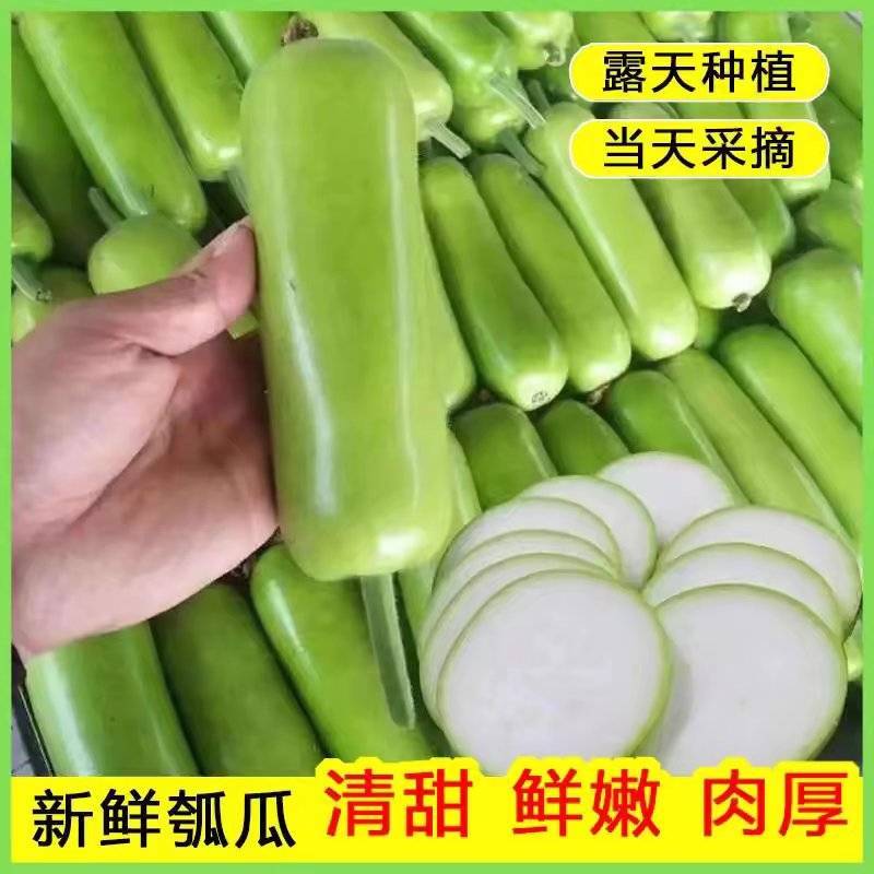 【精品蒲瓜】广东蒲瓜/价格便宜/常年供应/代发全国各地