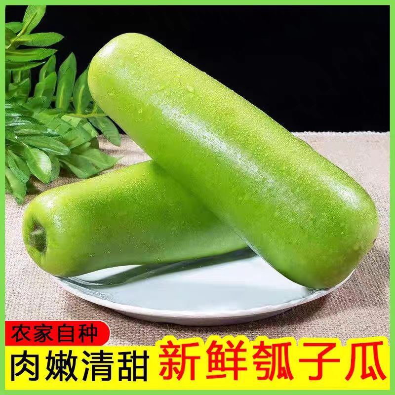 【精品蒲瓜】广东蒲瓜/价格便宜/常年供应/代发全国各地