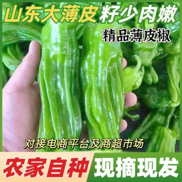 费县精品薄皮椒，颜色靓丽，肉嫩籽少。货源充足稳定。
