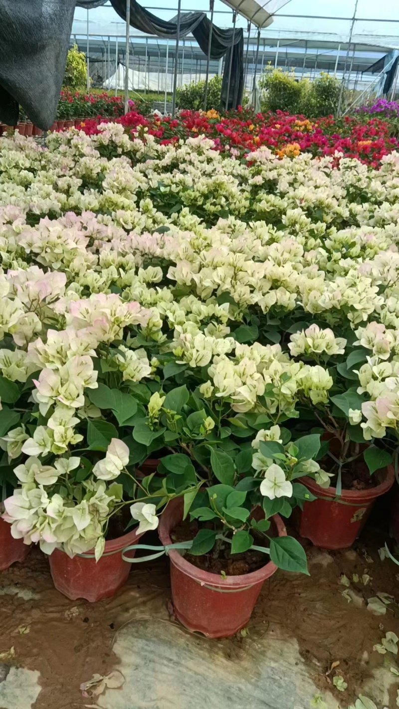 三角梅紫花三角梅，红花三角梅市政袋苗供应