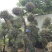 三角梅紫花三角梅，红花三角梅市政袋苗供应