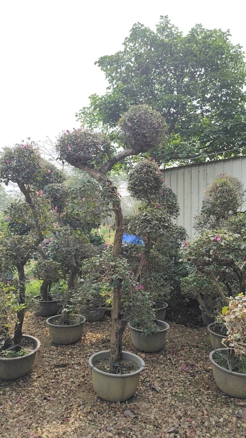 三角梅紫花三角梅，红花三角梅市政袋苗供应