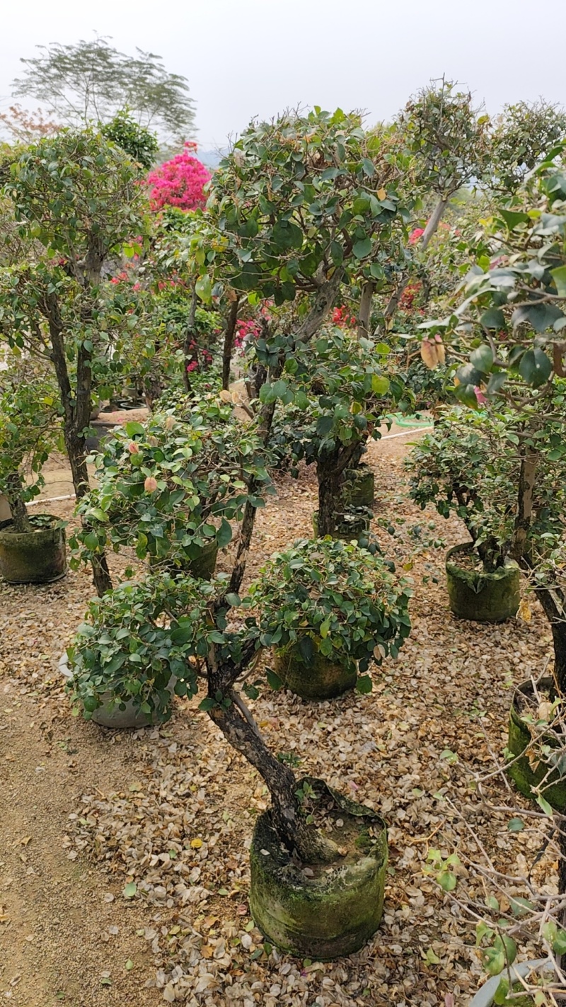 三角梅紫花三角梅，红花三角梅市政袋苗供应